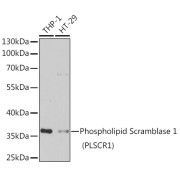 Western blot analysis of various lysates using Phospholipid Scramblase 1 (PLSCR1) Antibody at 1/1000 dilution. Secondary antibody: HRP-conjugated Goat anti-Rabbit IgG (H+L) at 1/10000 dilution. Lysates/proteins: 25 µg per lane. Blocking buffer: 3% nonfat dry milk in TBST. Exposure time: 1s.