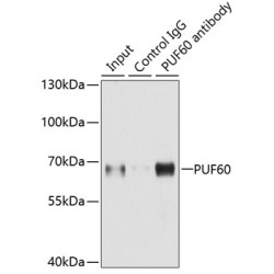 Poly(U) Binding Splicing Factor 60 (PUF60) Antibody