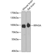 Western blot analysis of various lysates using RPH3A Antibody at 1/1000 dilution. Secondary antibody: HRP-conjugated Goat anti-Rabbit IgG (H+L) at 1/10000 dilution. Lysates/proteins: 25 µg per lane. Blocking buffer: 3% nonfat dry milk in TBST. Exposure time: 10s.