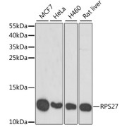 Western blot analysis of various lysates using RPS27 Antibody at 1/1000 dilution. Secondary antibody: HRP-conjugated Goat anti-Rabbit IgG (H+L) at 1/10000 dilution. Lysates/proteins: 25 µg per lane. Blocking buffer: 3% nonfat dry milk in TBST. Exposure time: 90s.