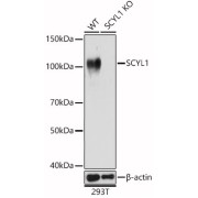 Western blot analysis of lysates from wild type(WT) and SCYL1 knockout (KO) 293T(KO) cells, using [KO Validated] SCYL1 Antibody at 1/1000 dilution. Secondary antibody: HRP-conjugated Goat anti-Rabbit IgG (H+L) at 1/10000 dilution. Lysates/proteins: 25 µg per lane. Blocking buffer: 3% nonfat dry milk in TBST. Exposure time: 1s.