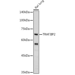 TRAF3 Interacting Protein 2 (TRAF3IP2) Antibody