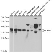 Western blot analysis of various lysates using UFD1L Antibody at 1/1000 dilution. Secondary antibody: HRP-conjugated Goat anti-Rabbit IgG (H+L) at 1/10000 dilution. Lysates/proteins: 25 µg per lane. Blocking buffer: 3% nonfat dry milk in TBST. Exposure time: 10s.