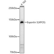 Western blot analysis of various lysates, using Exportin 5 (XPO5) Antibody at 1/10000 dilution. Secondary antibody: HRP-conjugated Goat anti-Rabbit IgG (H+L) at 1/10000 dilution. Lysates/proteins: 25 µg per lane. Blocking buffer: 3% nonfat dry milk in TBST. Exposure time: 90s.