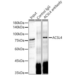 Acyl-CoA Synthetase Long Chain Family Member 4 (ACSL4) Antibody