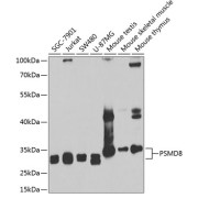 Western blot analysis of various lysates using PSMD8 Antibody at 1/1000 dilution. Secondary antibody: HRP-conjugated Goat anti-Rabbit IgG (H+L) at 1/10000 dilution. Lysates/proteins: 25 µg per lane. Blocking buffer: 3% nonfat dry milk in TBST. Exposure time: 90s.
