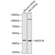 Western blot analysis of various lysates using RAD51B Antibody at 1/1000 dilution. Secondary antibody: HRP-conjugated Goat anti-Rabbit IgG (H+L) at 1/10000 dilution. Lysates/proteins: 25 µg per lane. Blocking buffer: 3% nonfat dry milk in TBST. Exposure time: 90s.