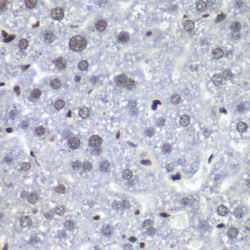 Histone-Binding Protein RBBP5 (RBBP5) Antibody