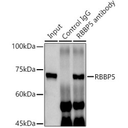 Histone-Binding Protein RBBP5 (RBBP5) Antibody