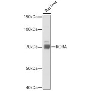 Western blot analysis of lysates from Rat liver, using RORA Antibody at 1/1000 dilution. Secondary antibody: HRP-conjugated Goat anti-Rabbit IgG (H+L) at 1/10000 dilution. Lysates/proteins: 25 µg per lane. Blocking buffer: 3% nonfat dry milk in TBST. Exposure time: 10s.