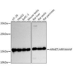 Mesencephalic Astrocyte Derived Neurotrophic Factor (MANF) Antibody