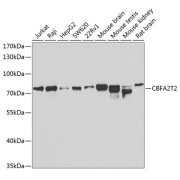 abx005323