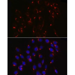 Coatomer Protein Complex Subunit Beta 2 (COPB2) Antibody