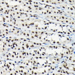 Elongation Factor Tu GTP-Binding Domain-Containing Protein 2 (EFTUD2) Antibody