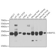 abx005340