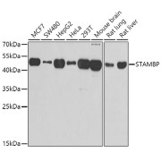 Western blot analysis of various lysates using STAMBP Antibody at 1/1000 dilution. Secondary antibody: HRP-conjugated Goat anti-Rabbit IgG (H+L) at 1/10000 dilution. Lysates/proteins: 25 µg per lane. Blocking buffer: 3% nonfat dry milk in TBST. Exposure time: 30s.
