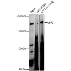Regulator of Nonsense Transcripts 2 (UPF2) Antibody