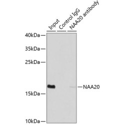 N-Alpha-Acetyltransferase 20 (NAA20) Antibody
