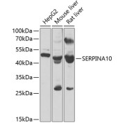 abx005369