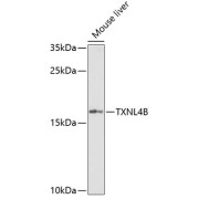 Western blot analysis of lysates from mouse liver, using TXNL4B Antibody at 1/1000 dilution. Secondary antibody: HRP-conjugated Goat anti-Rabbit IgG (H+L) at 1/10000 dilution. Lysates/proteins: 25 µg per lane. Blocking buffer: 3% nonfat dry milk in TBST. Exposure time: 90s.