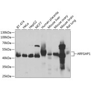 Western blot analysis of various lysates using ARFGAP1 Antibody at 1/1000 dilution. Secondary antibody: HRP-conjugated Goat anti-Rabbit IgG (H+L) at 1/10000 dilution. Lysates/proteins: 25 µg per lane. Blocking buffer: 3% nonfat dry milk in TBST. Exposure time: 3s.