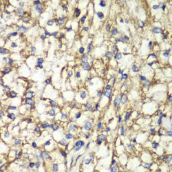 Prostaglandin E Synthase 2 (PTGES2) Antibody