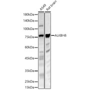 abx005393