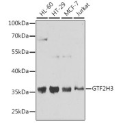 Western blot analysis of various lysates using GTF2H3 Antibody at 1/1000 dilution. Secondary antibody: HRP-conjugated Goat anti-Rabbit IgG (H+L) at 1/10000 dilution. Lysates/proteins: 25 µg per lane. Blocking buffer: 3% nonfat dry milk in TBST. Exposure time: 10s.