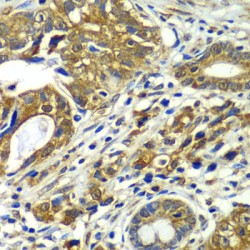 Cell Division Cycle Protein 16 (CDC16) Antibody