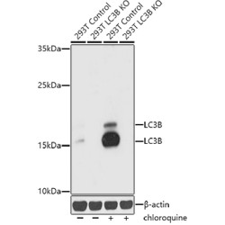 Microtubule-Associated Proteins 1A/1B Light Chain 3B (MAP1LC3B) Antibody
