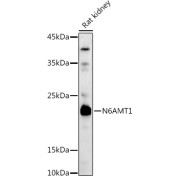 Western blot analysis of lysates from Rat kidney, using N6AMT1/HEMK2 Antibody at 1/1000 dilution. Secondary antibody: HRP-conjugated Goat anti-Rabbit IgG (H+L) at 1/10000 dilution. Lysates/proteins: 25 µg per lane. Blocking buffer: 3% nonfat dry milk in TBST. Exposure time: 90s.