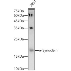 Alpha Synuclein (SNCA) Antibody