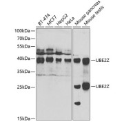 Western blot analysis of various lysates using UBE2Z Antibody at 1/1000 dilution. Secondary antibody: HRP-conjugated Goat anti-Rabbit IgG (H+L) at 1/10000 dilution. Lysates/proteins: 25 µg per lane. Blocking buffer: 3% nonfat dry milk in TBST. Exposure time: 90s.