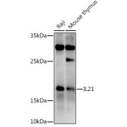 Western blot analysis of various lysates using at 1/500 dilution. Secondary antibody: HRP-conjugated Goat anti-Rabbit IgG (H+L) at 1/10000 dilution. Lysates/proteins: 25 µg per lane. Blocking buffer: 3% nonfat dry milk in TBST. Exposure time: 180s.