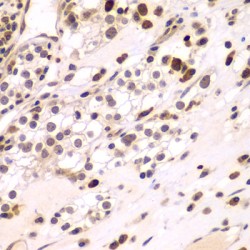 CCAAT/Enhancer Binding Protein Gamma (CEBPG) Antibody