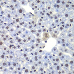 CCAAT/Enhancer Binding Protein Gamma (CEBPG) Antibody