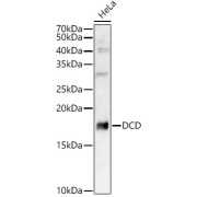 Western blot analysis of lysates from HeLa cells, using DCD Antibody at 1/8000 dilution. Secondary antibody: HRP-conjugated Goat anti-Rabbit IgG (H+L) at 1/10000 dilution. Lysates/proteins: 25 µg per lane. Blocking buffer: 3% nonfat dry milk in TBST. Exposure time: 90s.