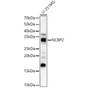 Western blot analysis of lysates from U-251MG cells, using NCBP2 Antibody at 1/1000 dilution. Secondary antibody: HRP-conjugated Goat anti-Rabbit IgG (H+L) at 1/10000 dilution. Lysates/proteins: 25 µg per lane. Blocking buffer: 3% nonfat dry milk in TBST. Exposure time: 180s.