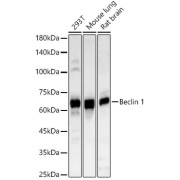 Western blot analysis of various lysates, using [KO Validated] Beclin 1 Antibody at 1/1000 dilution. Secondary antibody: HRP-conjugated Goat anti-Rabbit IgG (H+L) at 1/10000 dilution. Lysates/proteins: 25 µg per lane. Blocking buffer: 3% nonfat dry milk in TBST. Exposure time: 60s.