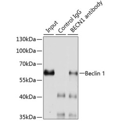 Beclin 1 (BECN1) Antibody