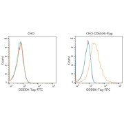 Confocal imaging of HeLa cells using α-Tubulin Mouse antibody (dilution 1/400) followed by a further incubation with FITC Goat Anti-Mouse IgG (H+L) (dilution 1/500) (Green). DAPI was used for nuclear staining (Blue). Objective: 100x.