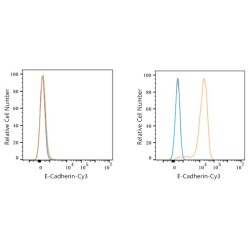 Goat Anti-Rabbit IgG H&L Antibody (Cyanine 3)