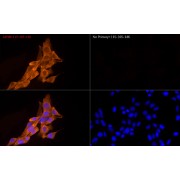 Immunofluorescence analysis of HeLa cells using GAPDH Mouse antibody (dilution 1/100) followed by a further incubation with Cy3 Goat Anti-Mouse IgG (H+L)(dilution 1/200) (Red). DAPI was used for nuclear staining (Blue). Objective: 40x.