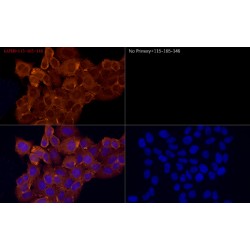 Goat Anti-Mouse IgG H&L Antibody (Cyanine 3)