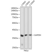 Western blot analysis of lysates from HeLa cells, using GAPDH antibody as the primary antibody at dilution of 1/80000. Secondary antibody: using HRP Goat Anti-Rabbit IgG (H+L) antibody at 1/4000-1/10000 dilution. Lysates/proteins: 25 µg per lane. Blocking buffer: 3% nonfat dry milk in TBST. Exposure time: 3s.