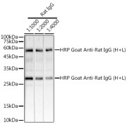 Western blot analysis of lysates from Rat IgG, using HRP Goat Anti-Rat IgG (H+L) at 1/1000 dilution. Lysates/proteins: 25 µg per lane. Blocking buffer: 3% nonfat dry milk in TBST. Exposure time: 10s.