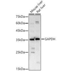 Glyceraldehyde-3-Phosphate Dehydrogenase (GAPDH) Antibody