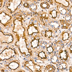 Actin, Cytoplasmic 1 (ACTB) Antibody