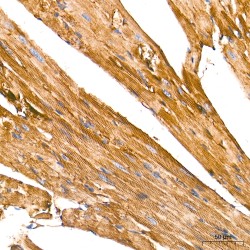 Actin, Cytoplasmic 1 (ACTB) Antibody