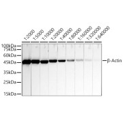 WB analysis of HeLa cell lysate (25 µg per lane), using serial dilutions (1/2000-1/640000) of ACTB antibody and <a href="https://www.abbexa.com/index.php?route=product/search&search=abx005537" target="_blank">abx005537</a> - Goat Anti-Mouse IgG H&L Antibody conjugated to HRP (1/10000 dilution).